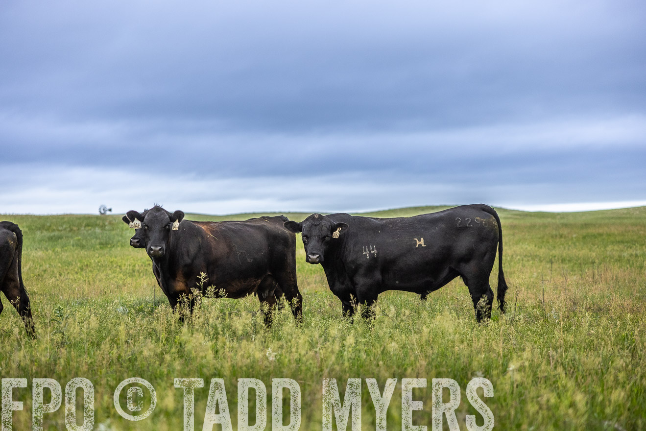TMyers_PP_MilldaleRanch_Nebraska_June2024-515172