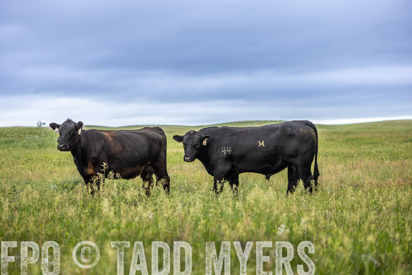 TMyers_PP_MilldaleRanch_Nebraska_June2024-515204