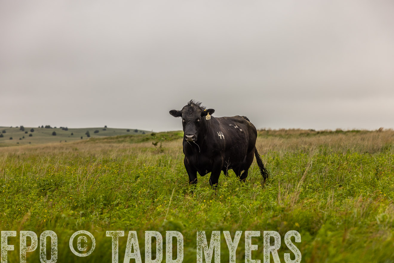 TMyers_PP_MilldaleRanch_Nebraska_June2024-515529