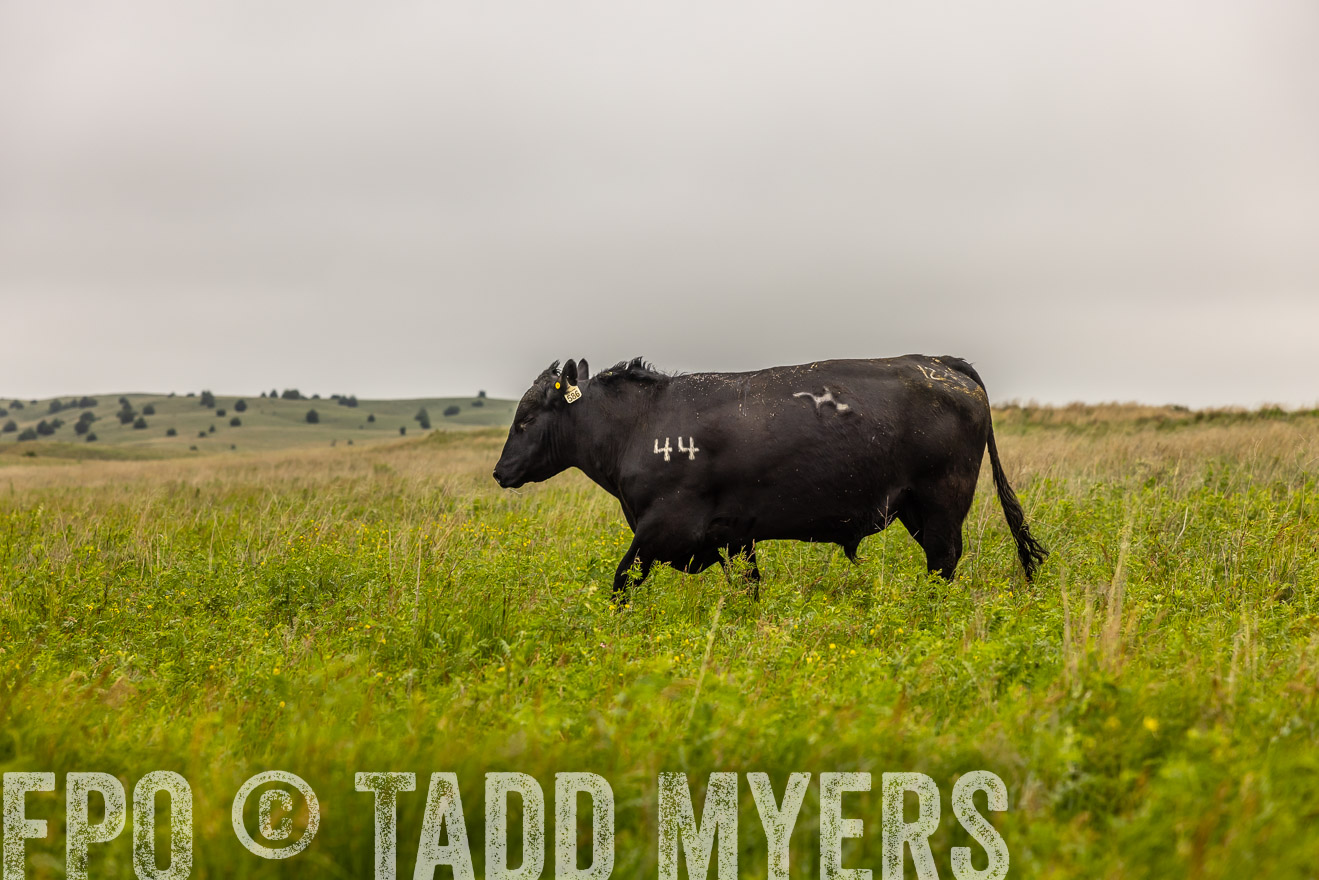 TMyers_PP_MilldaleRanch_Nebraska_June2024-515543