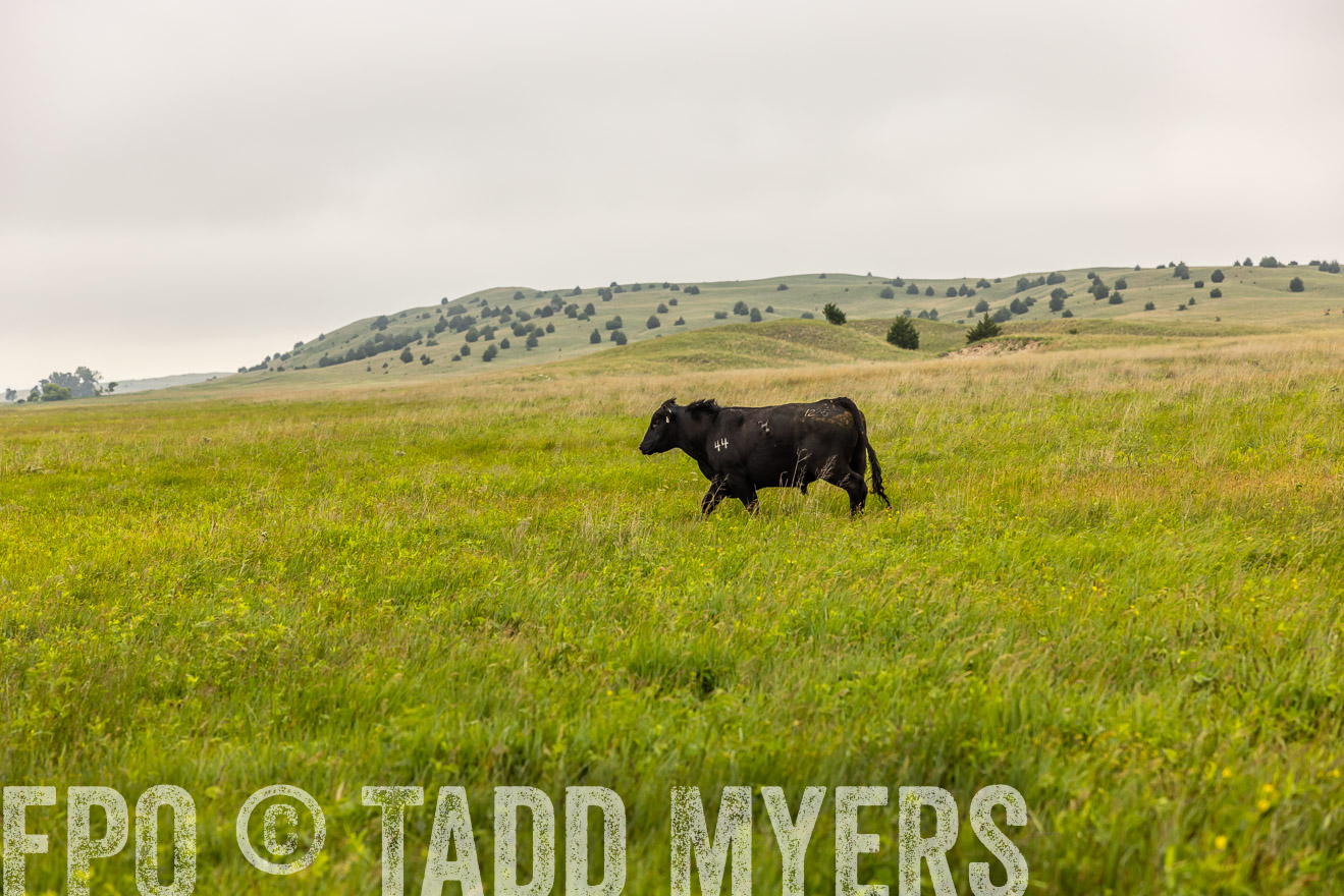 TMyers_PP_MilldaleRanch_Nebraska_June2024-515557