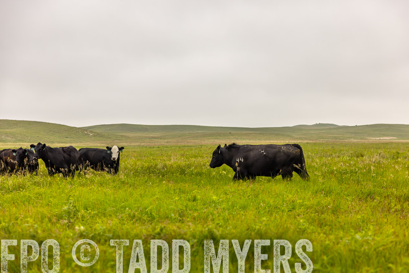 TMyers_PP_MilldaleRanch_Nebraska_June2024-515583
