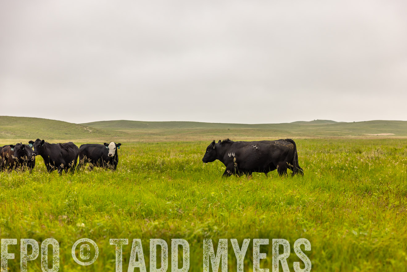TMyers_PP_MilldaleRanch_Nebraska_June2024-515585