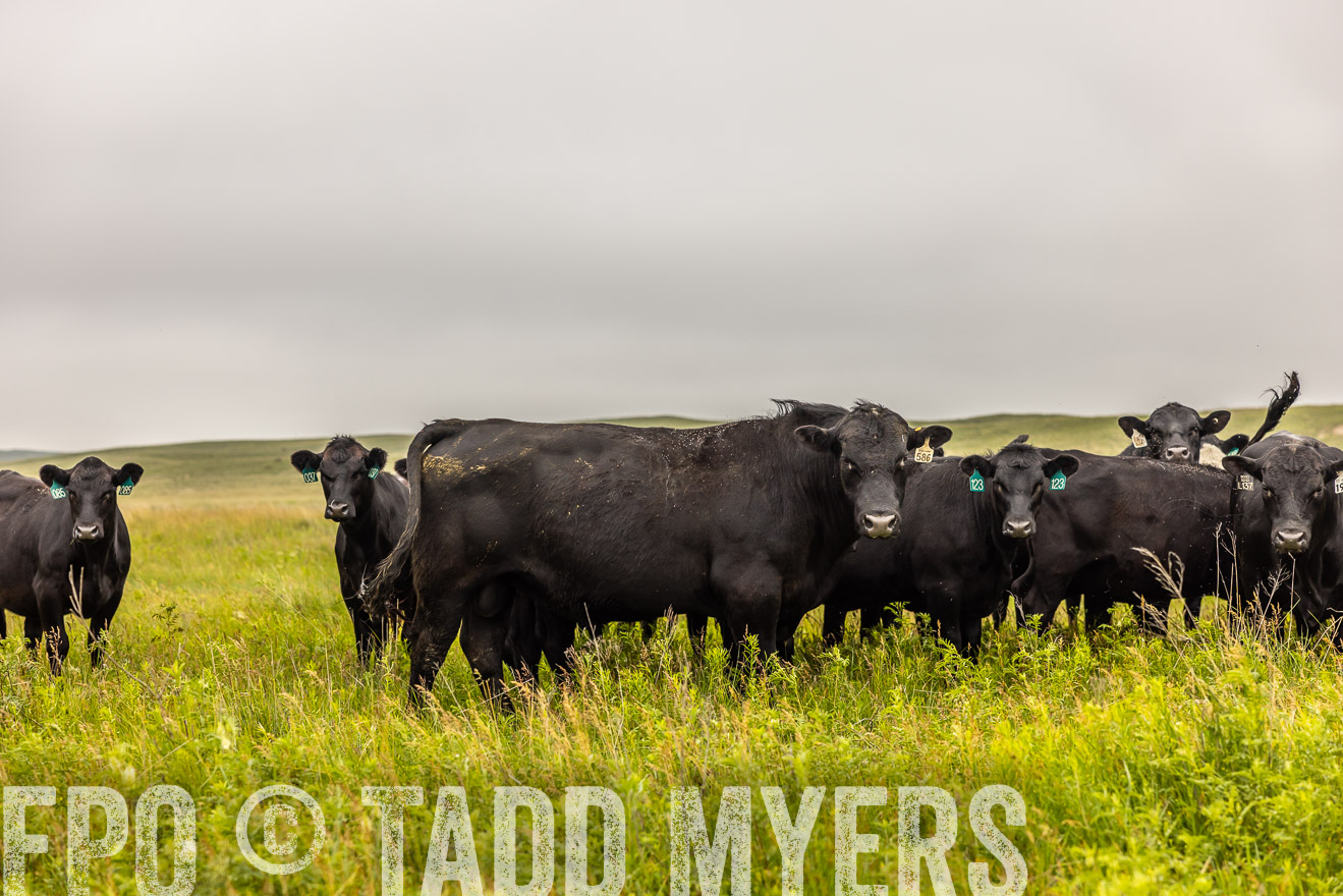 TMyers_PP_MilldaleRanch_Nebraska_June2024-515605