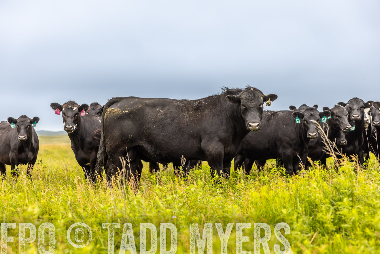 TMyers_PP_MilldaleRanch_Nebraska_June2024-515617