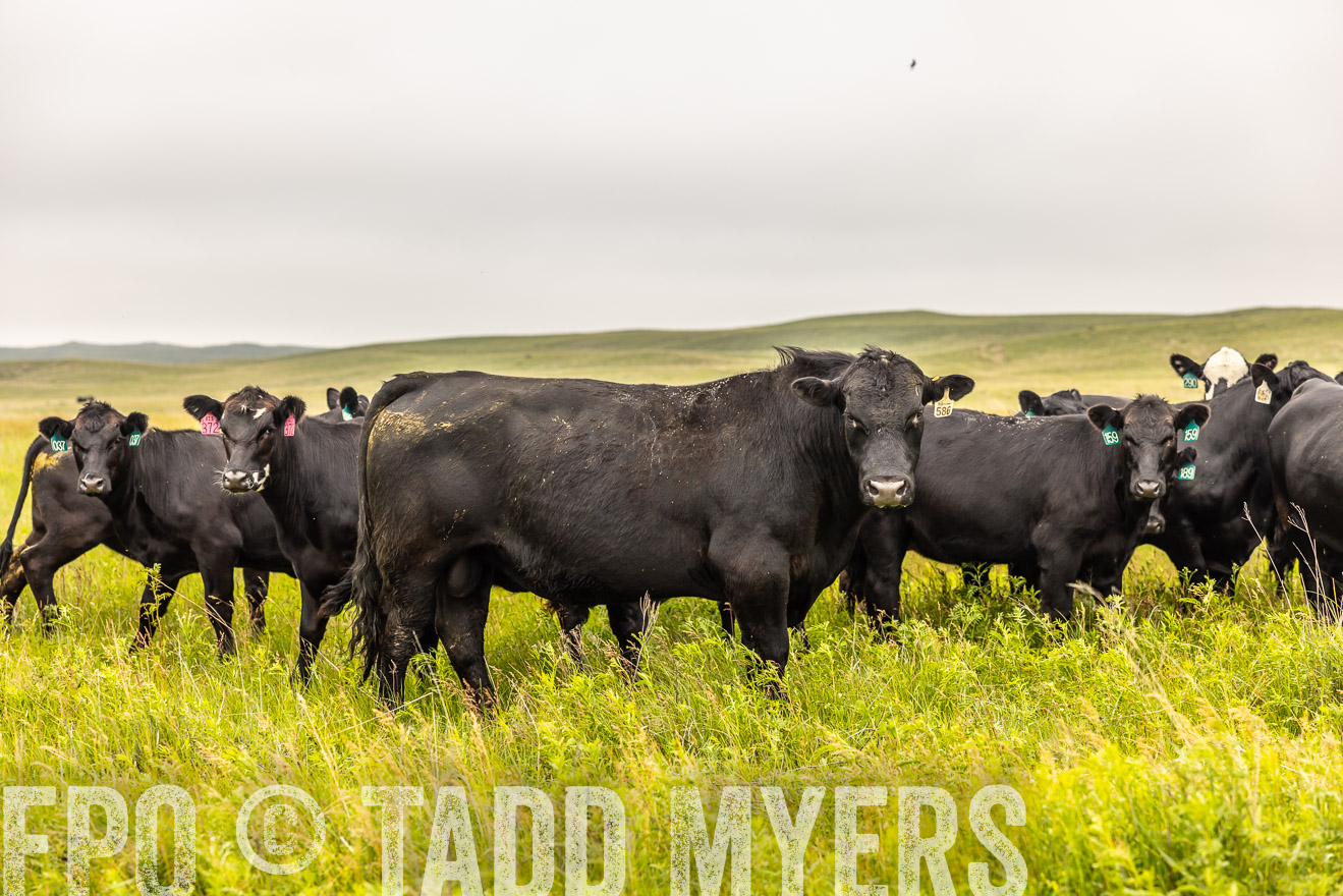 TMyers_PP_MilldaleRanch_Nebraska_June2024-515642