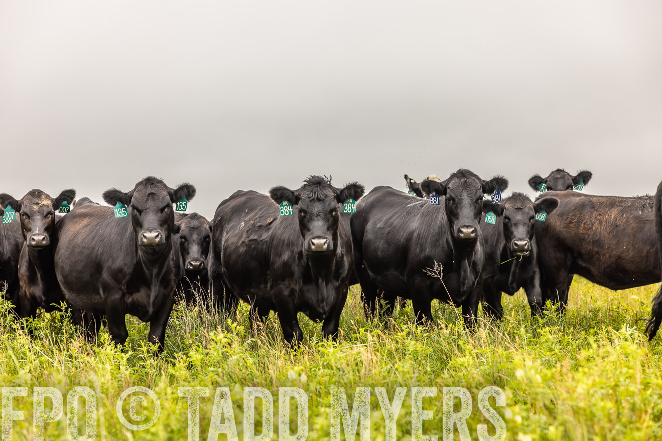 TMyers_PP_MilldaleRanch_Nebraska_June2024-515677