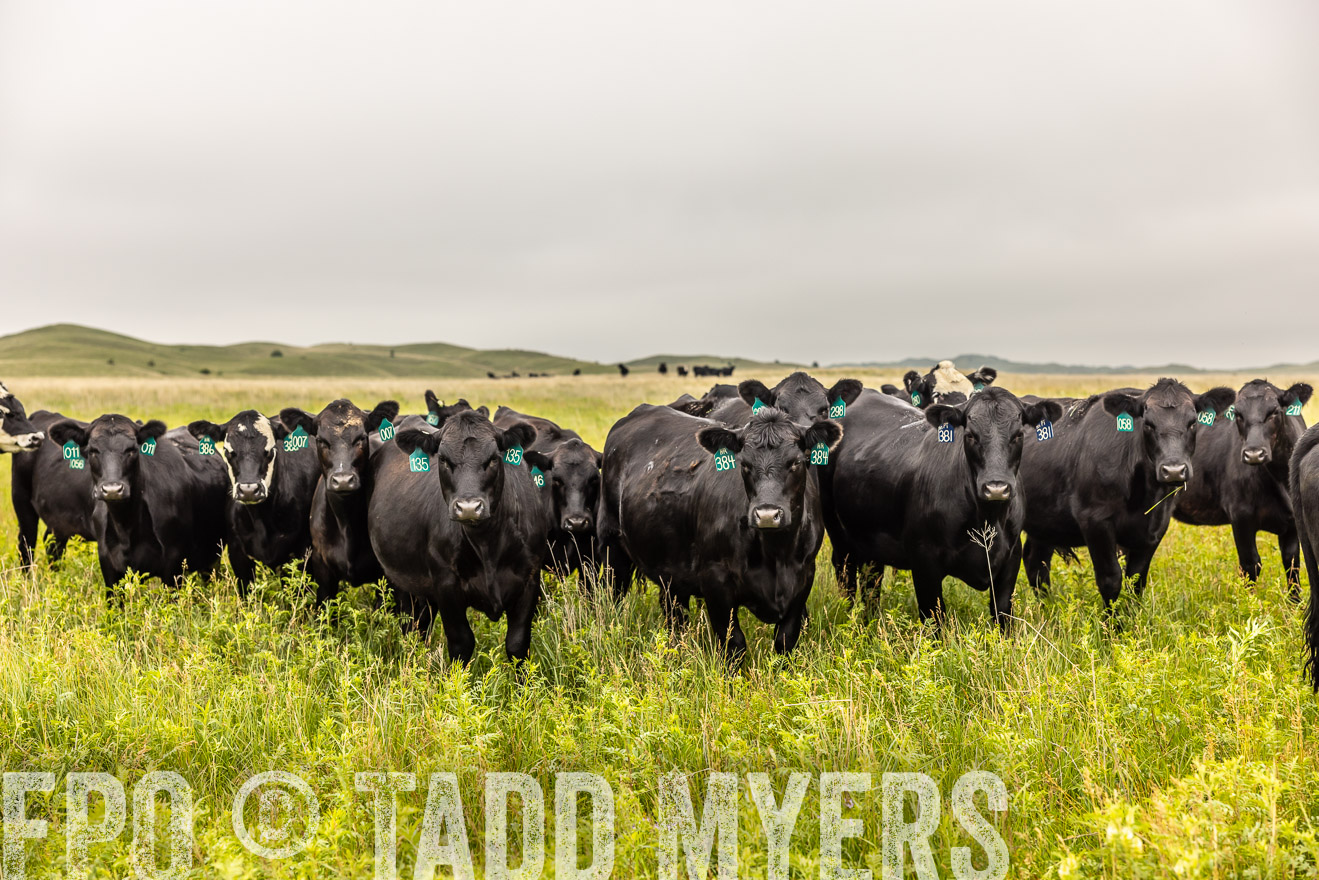 TMyers_PP_MilldaleRanch_Nebraska_June2024-515698