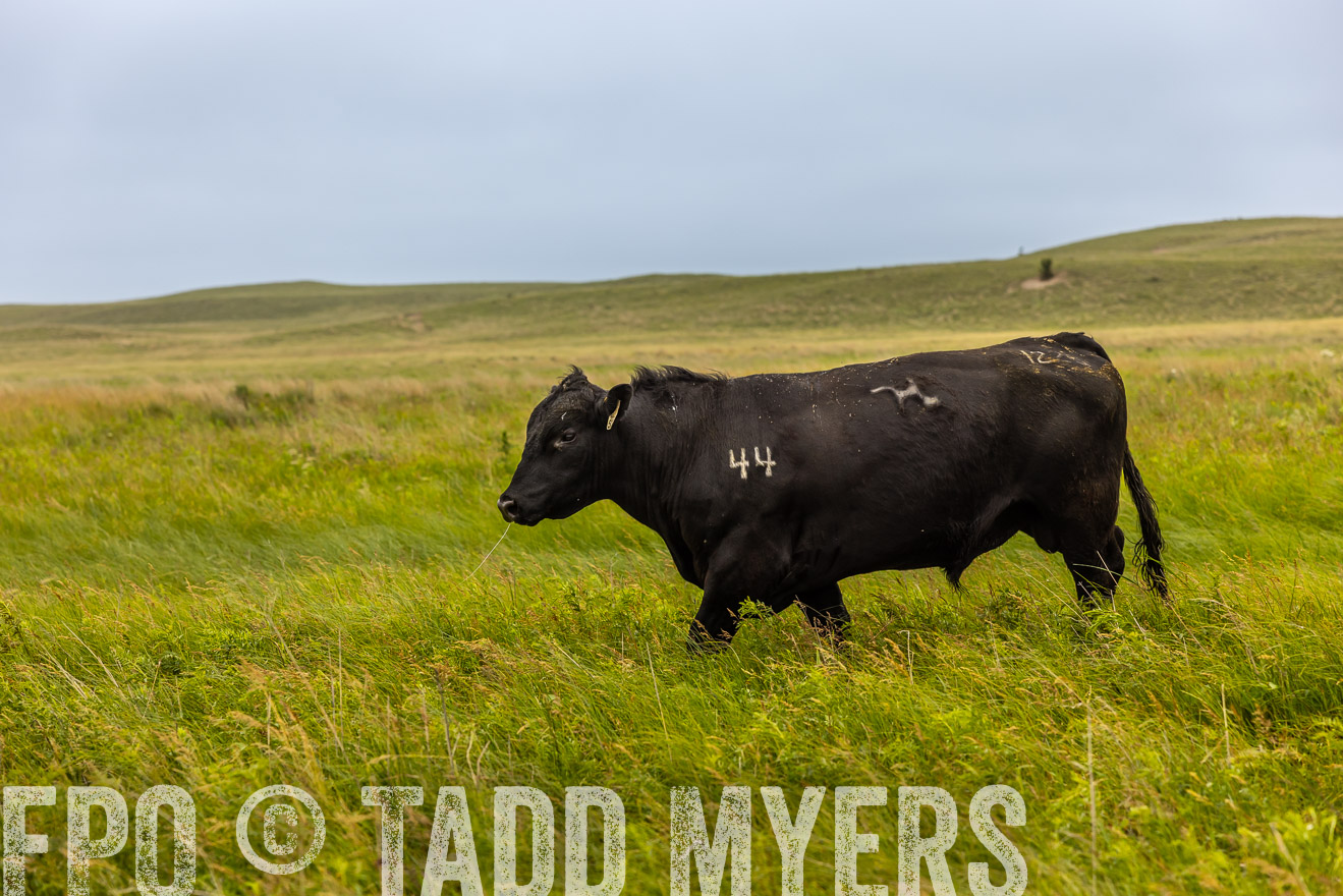 TMyers_PP_MilldaleRanch_Nebraska_June2024-515742