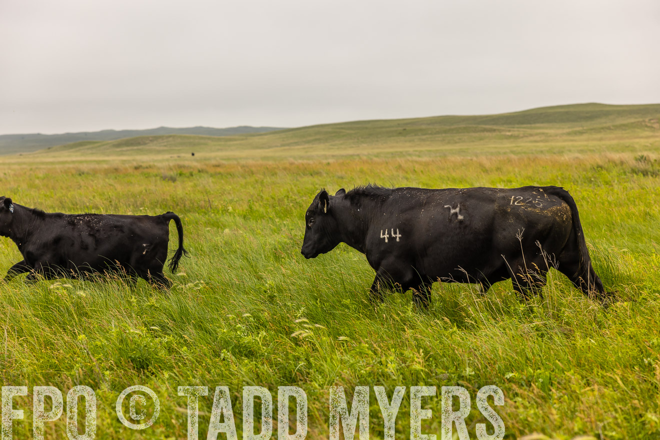 TMyers_PP_MilldaleRanch_Nebraska_June2024-515775