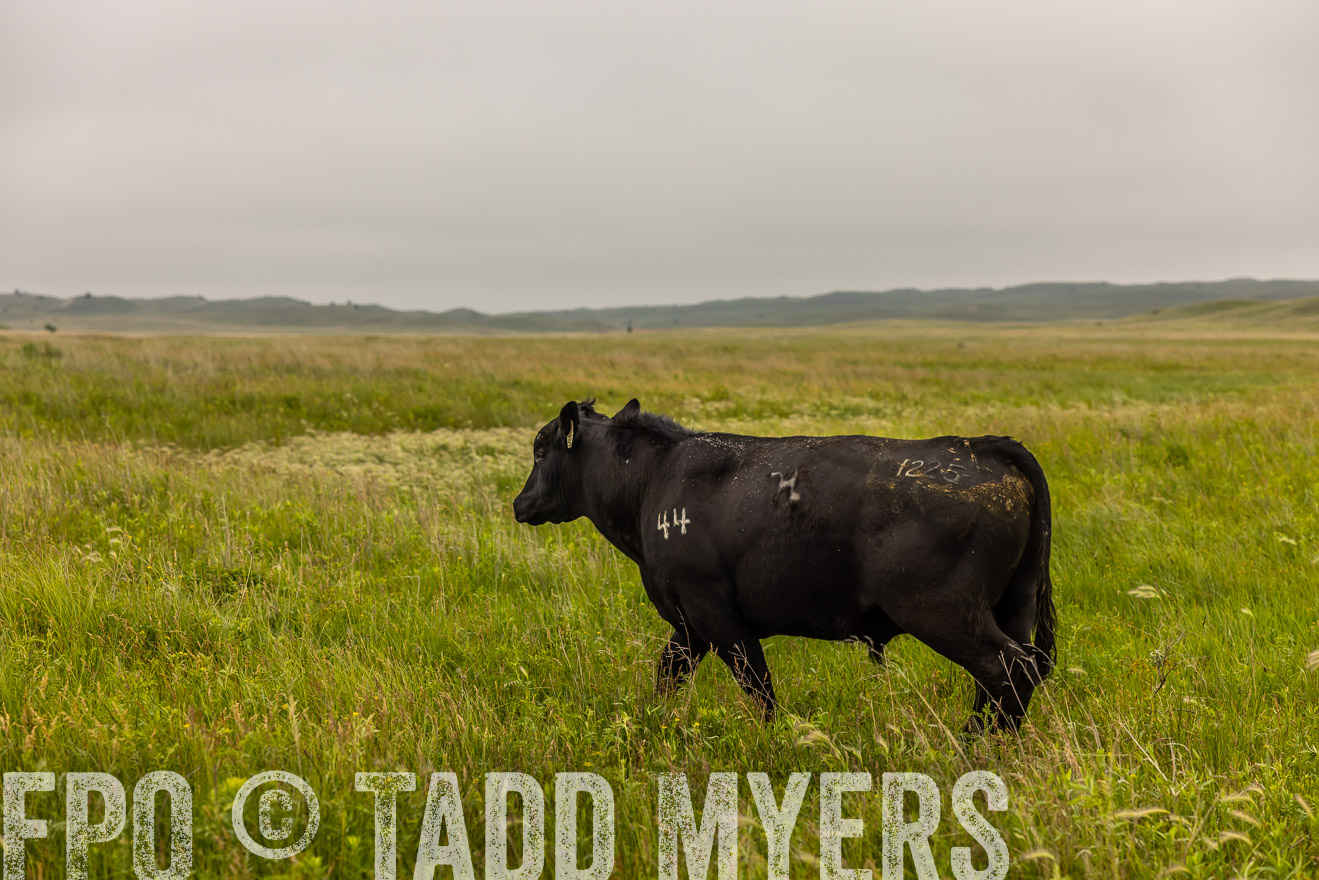 TMyers_PP_MilldaleRanch_Nebraska_June2024-515800