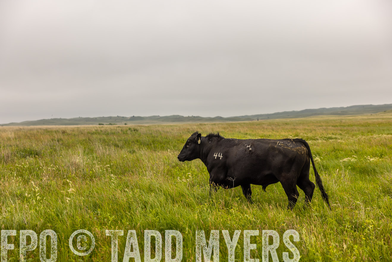 TMyers_PP_MilldaleRanch_Nebraska_June2024-515806