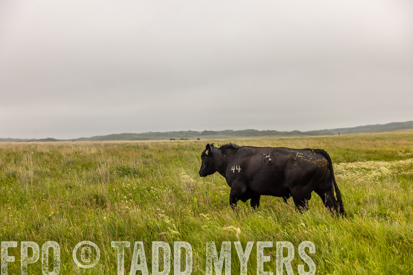 TMyers_PP_MilldaleRanch_Nebraska_June2024-515819