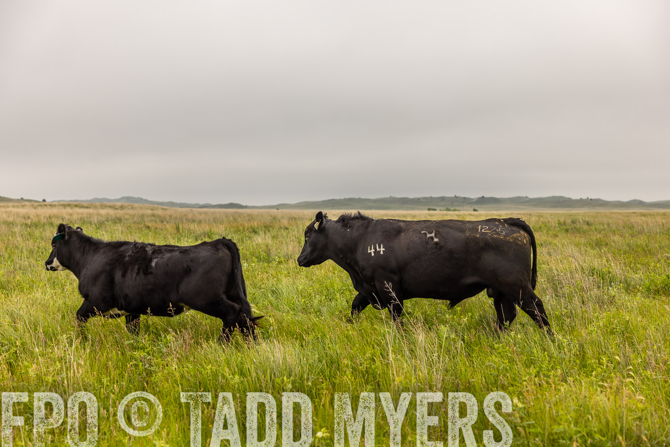 TMyers_PP_MilldaleRanch_Nebraska_June2024-515832