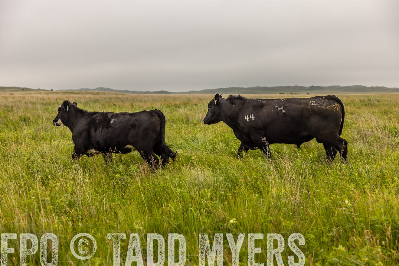 TMyers_PP_MilldaleRanch_Nebraska_June2024-515834