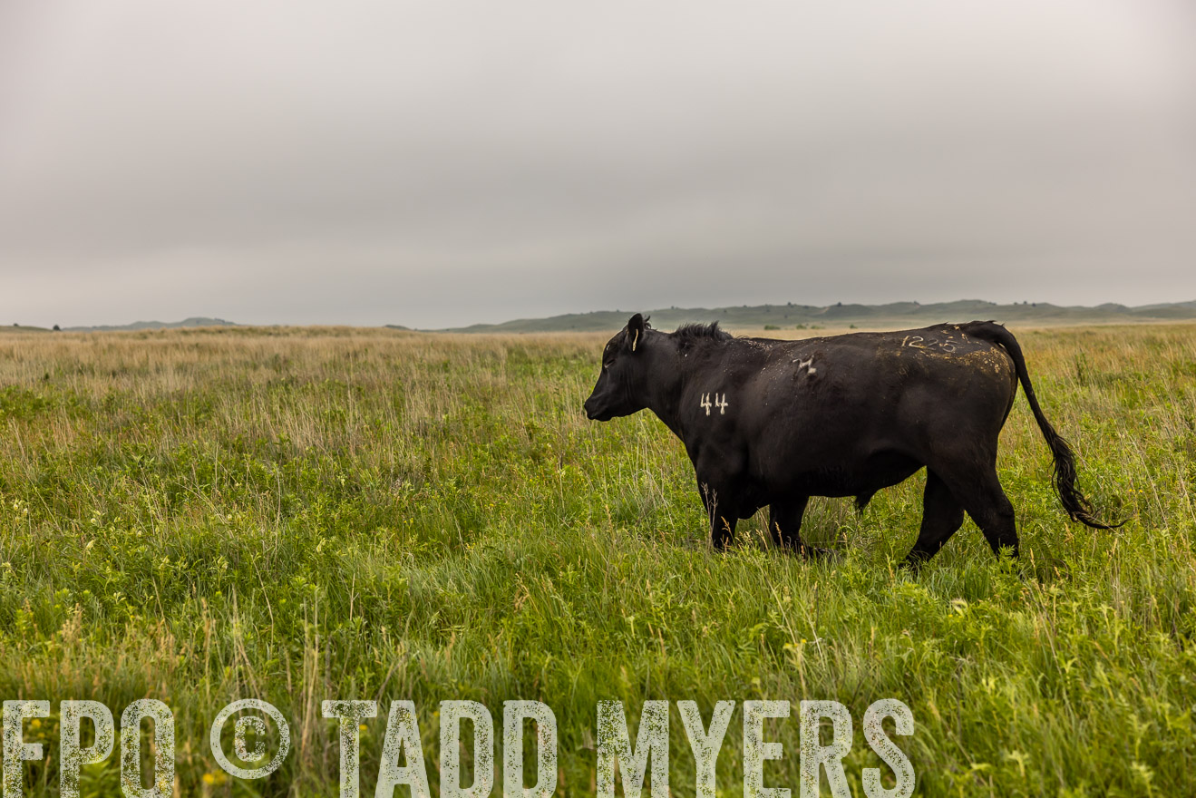 TMyers_PP_MilldaleRanch_Nebraska_June2024-515851