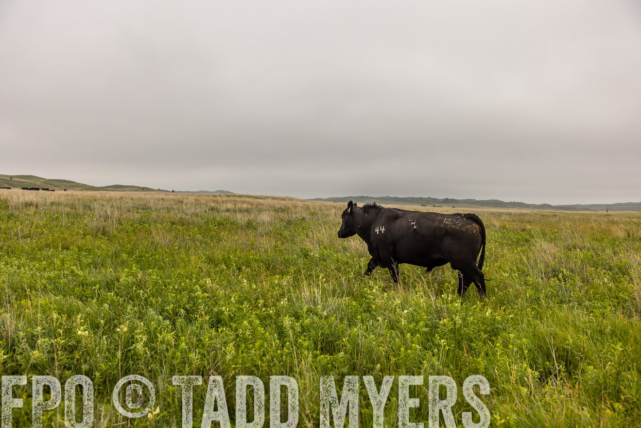 TMyers_PP_MilldaleRanch_Nebraska_June2024-515868