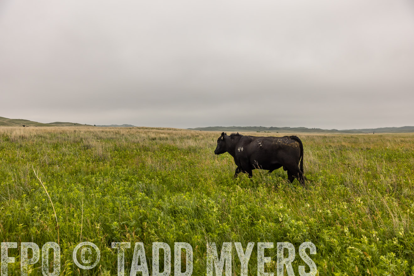 TMyers_PP_MilldaleRanch_Nebraska_June2024-515885