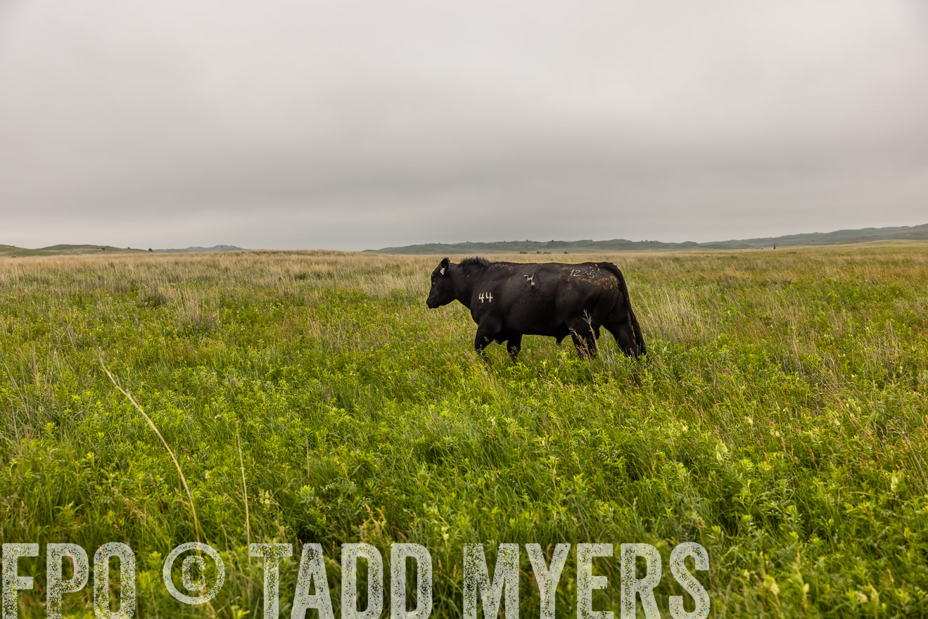 TMyers_PP_MilldaleRanch_Nebraska_June2024-515893
