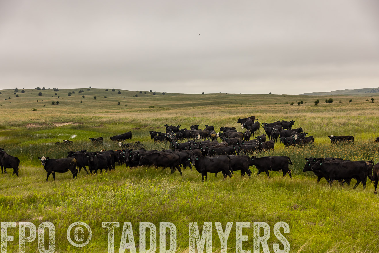 TMyers_PP_MilldaleRanch_Nebraska_June2024-515930