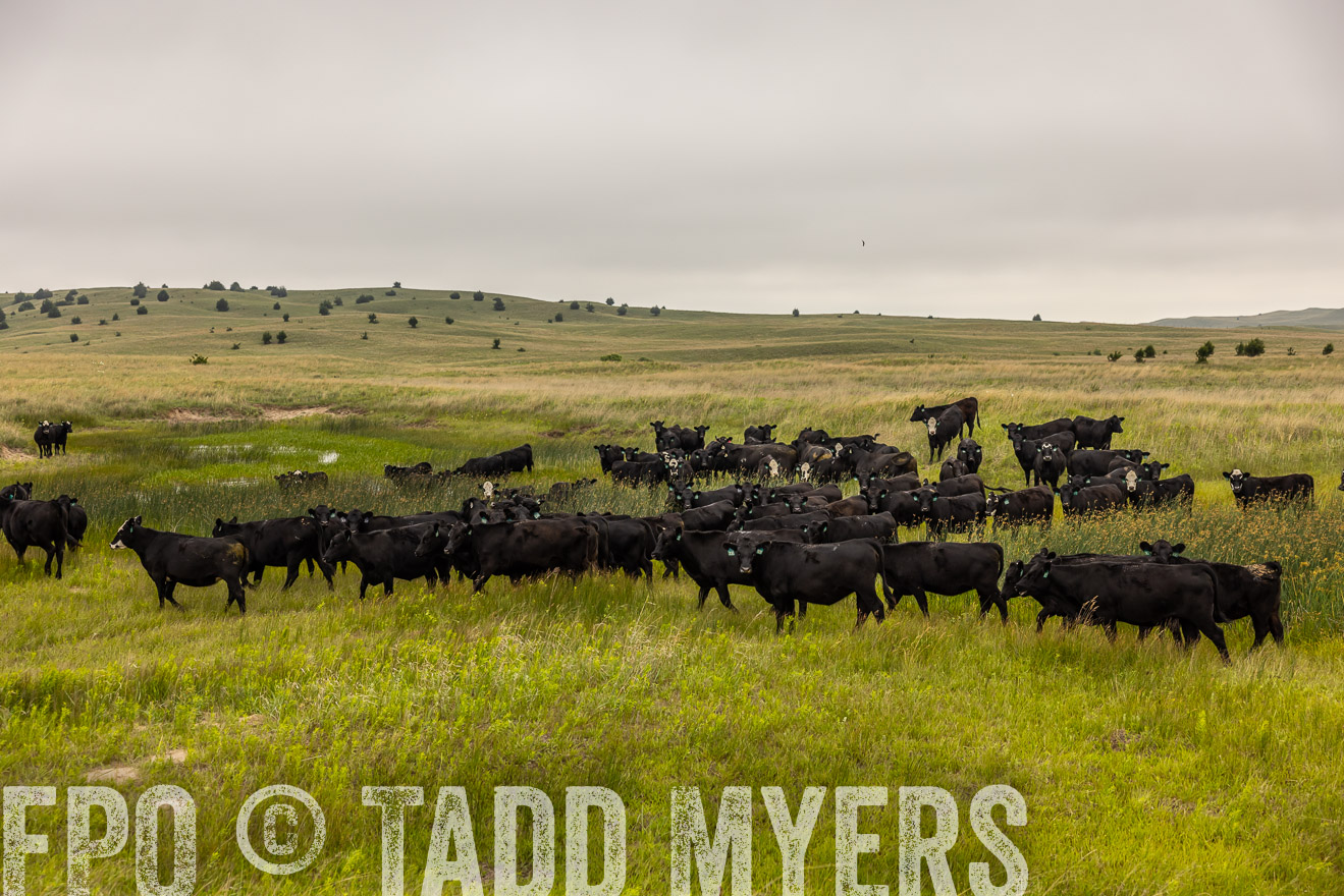 TMyers_PP_MilldaleRanch_Nebraska_June2024-515939