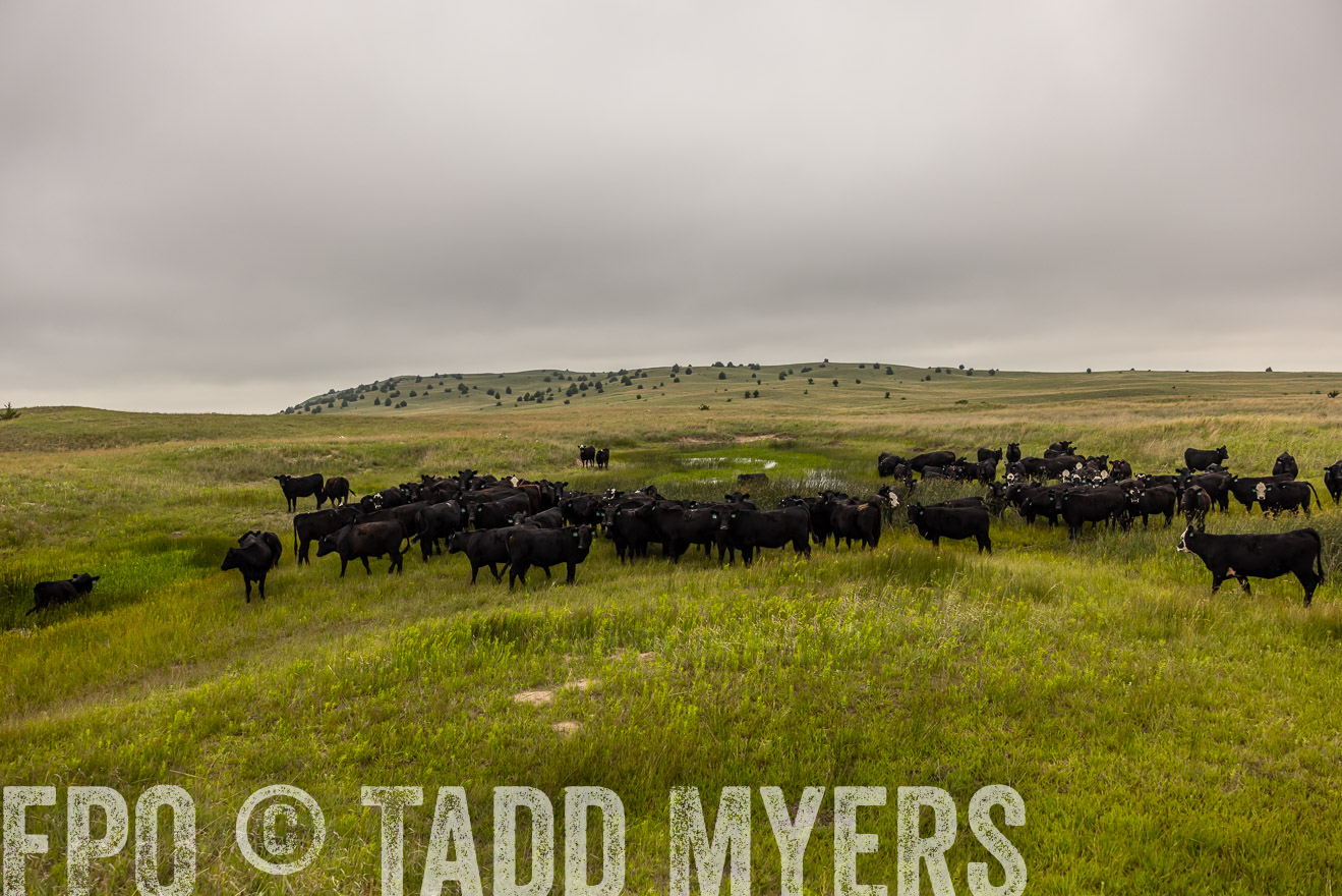 TMyers_PP_MilldaleRanch_Nebraska_June2024-516002