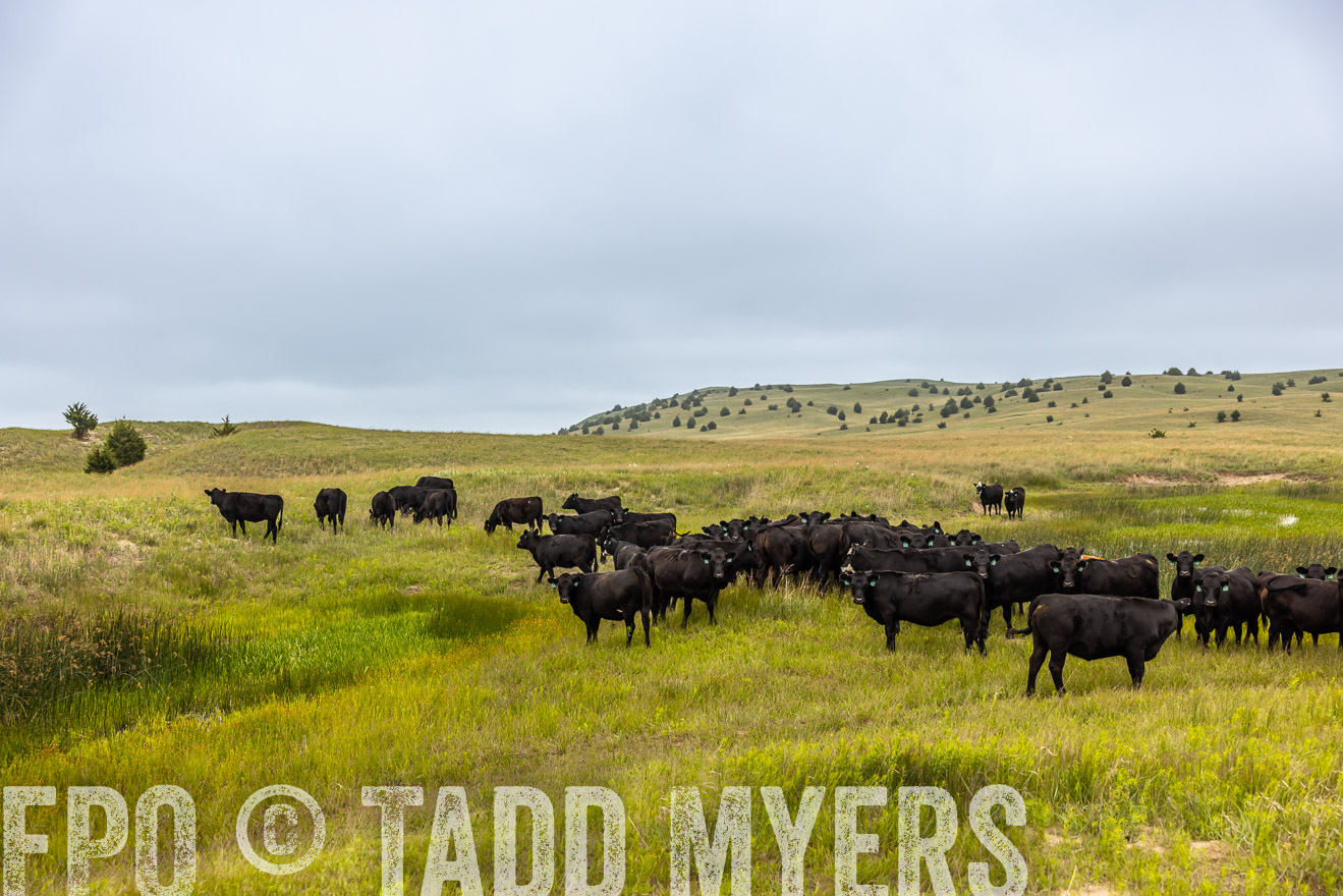TMyers_PP_MilldaleRanch_Nebraska_June2024-516029