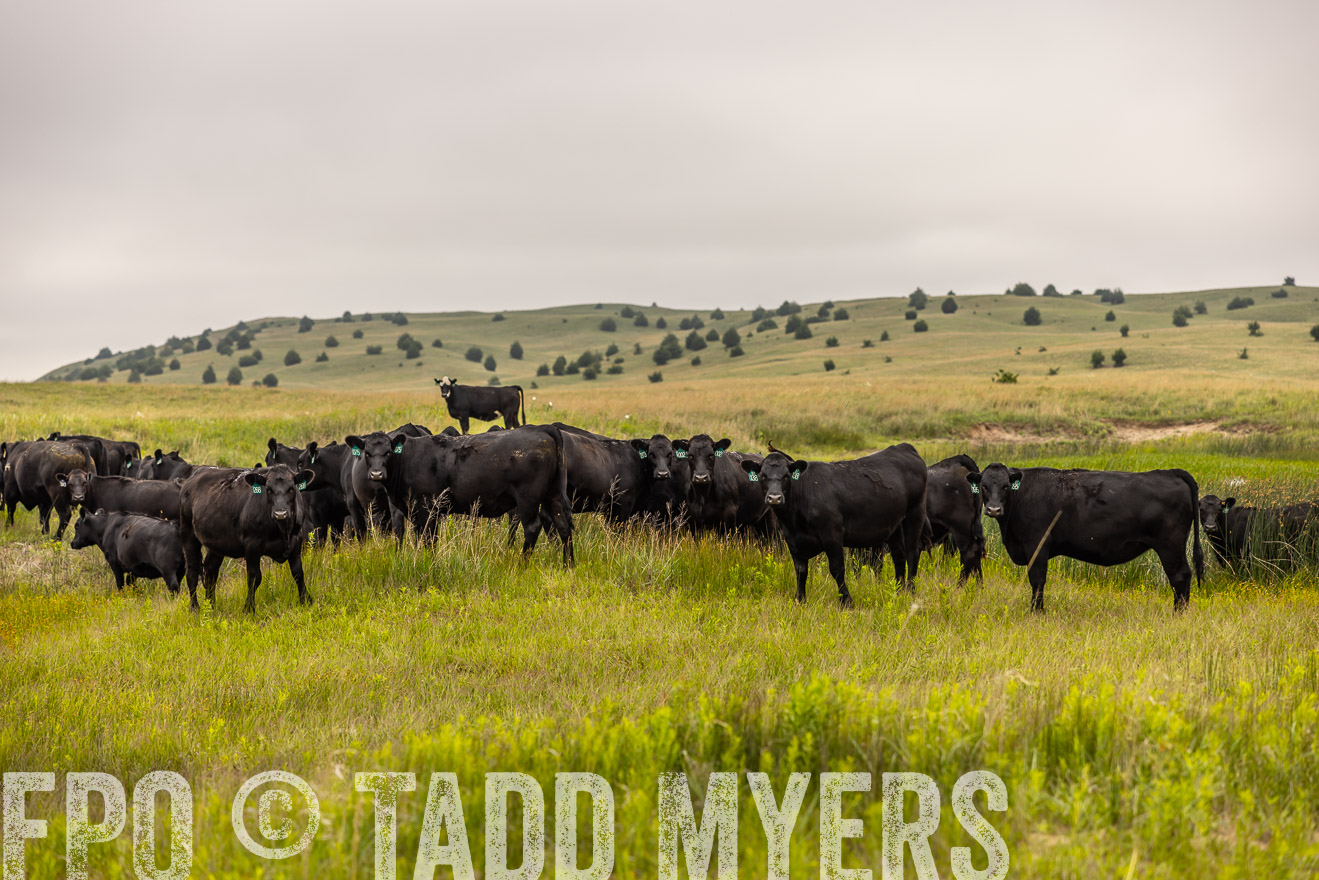 TMyers_PP_MilldaleRanch_Nebraska_June2024-516066