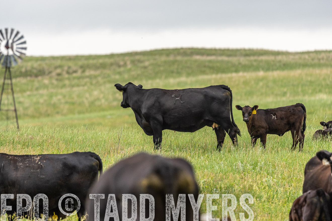 TMyers_PP_MilldaleRanch_Nebraska_June2024-523650