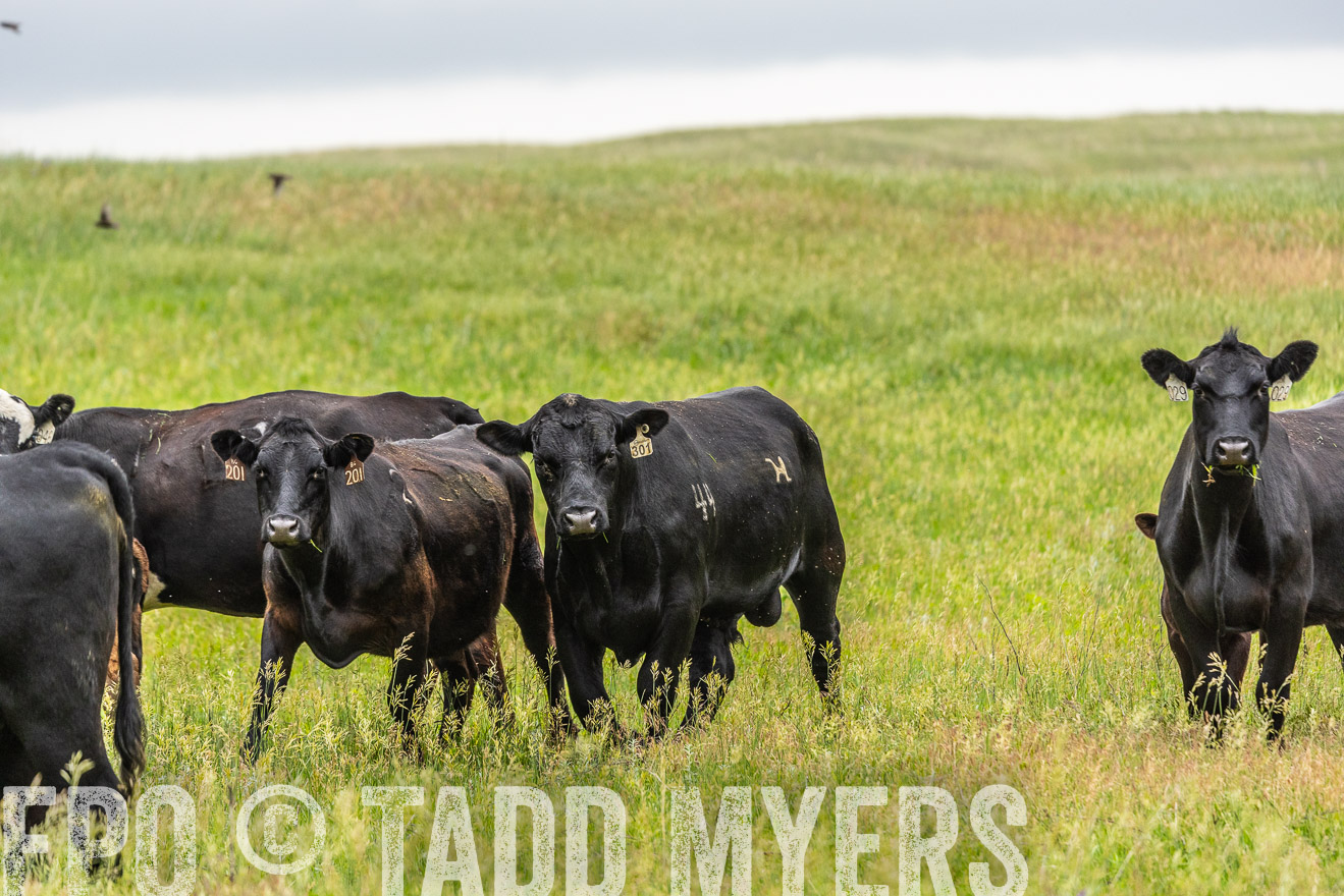 TMyers_PP_MilldaleRanch_Nebraska_June2024-523660