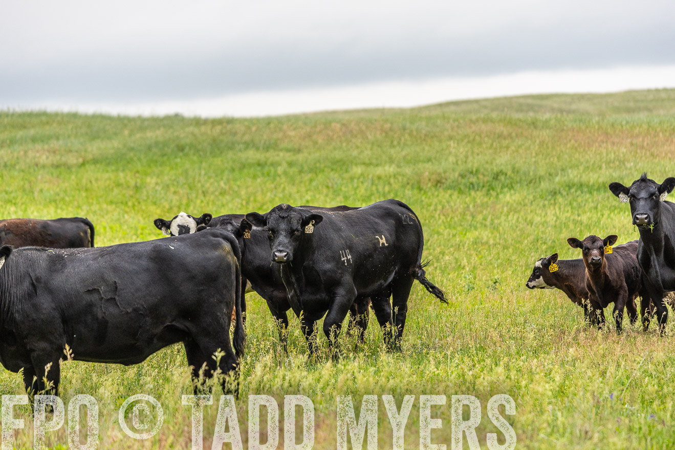 TMyers_PP_MilldaleRanch_Nebraska_June2024-523667