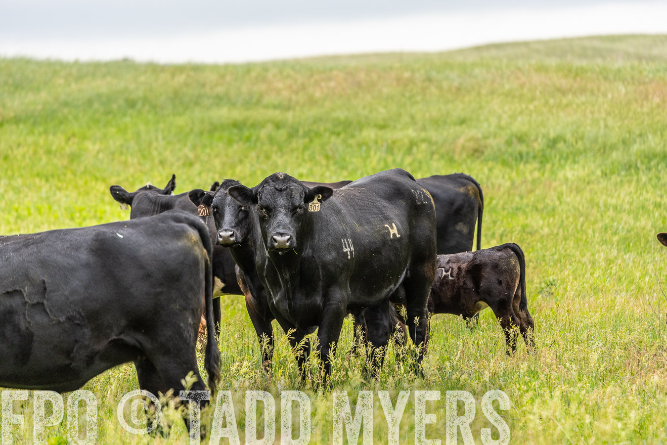 TMyers_PP_MilldaleRanch_Nebraska_June2024-523673