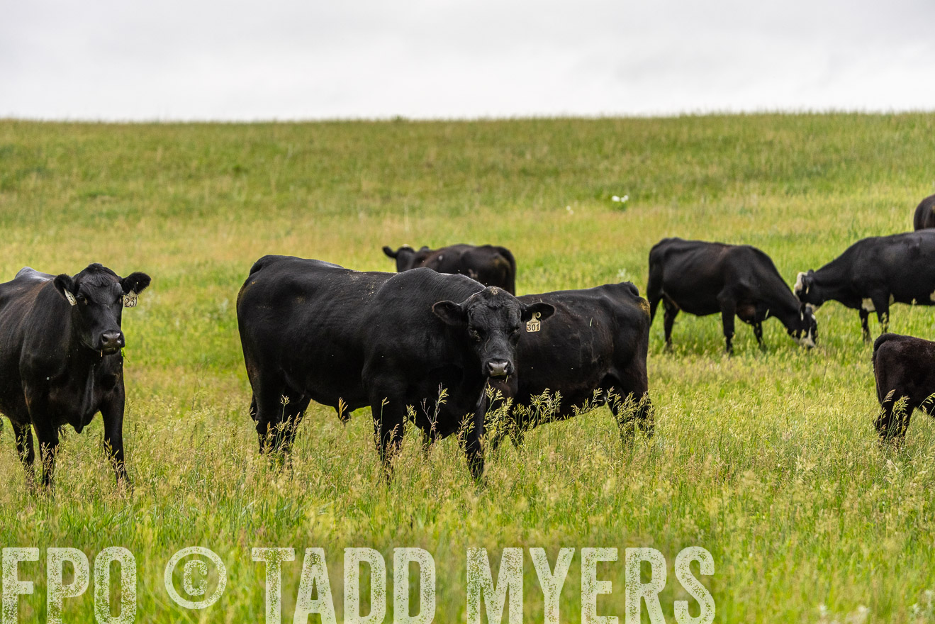 TMyers_PP_MilldaleRanch_Nebraska_June2024-523700
