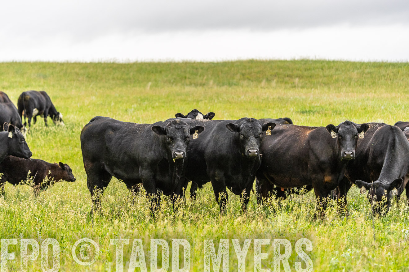 TMyers_PP_MilldaleRanch_Nebraska_June2024-523727