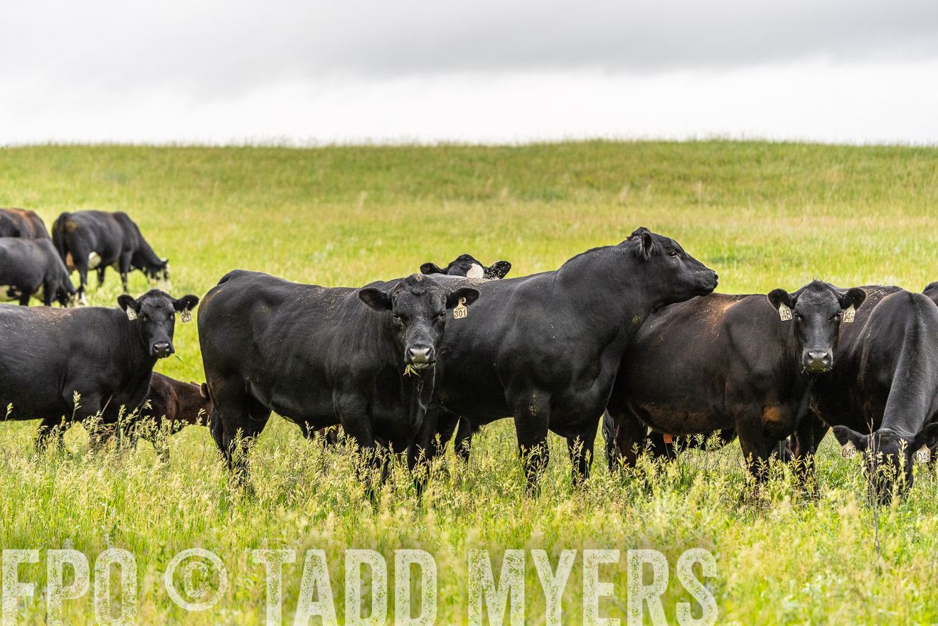 TMyers_PP_MilldaleRanch_Nebraska_June2024-523732