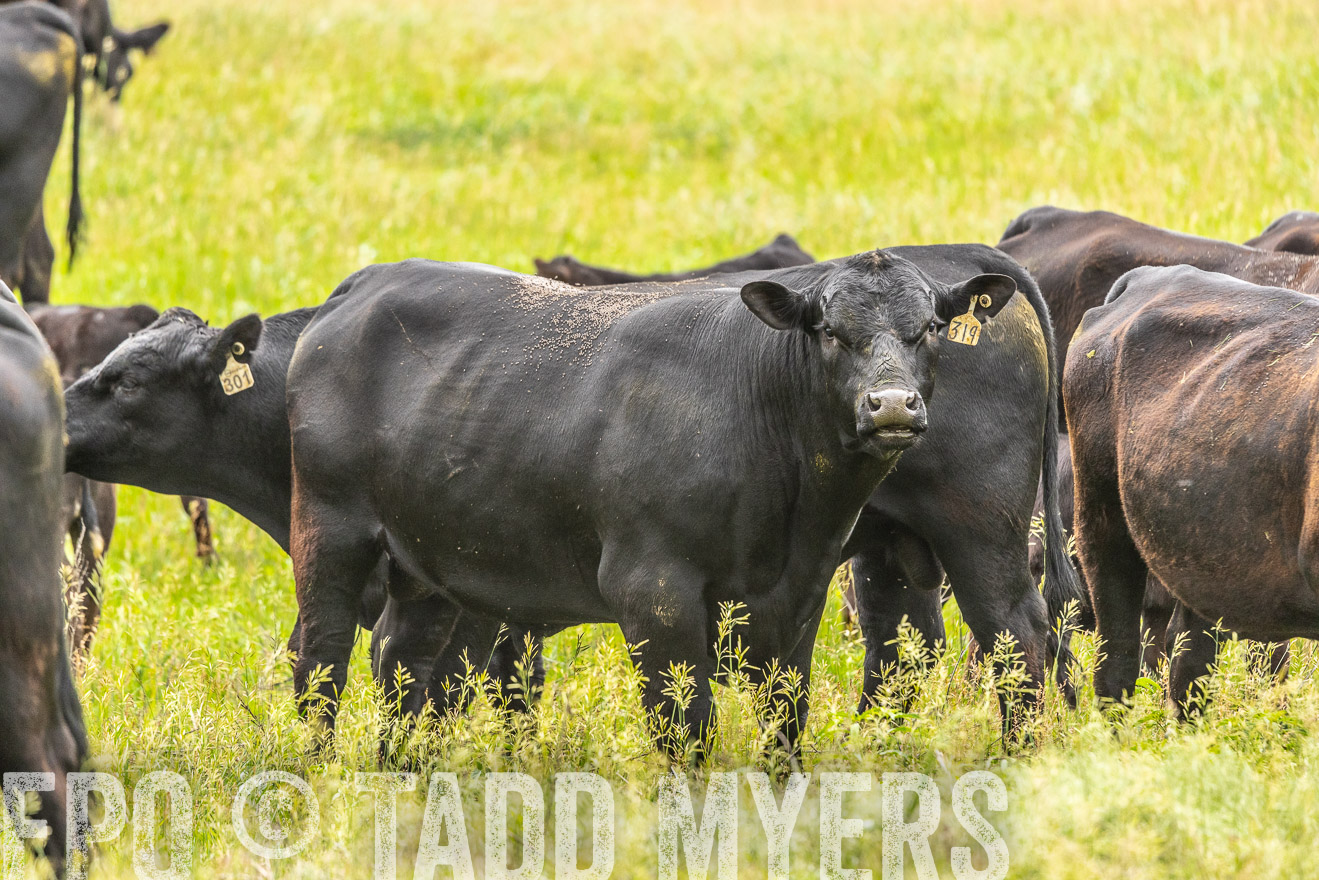 TMyers_PP_MilldaleRanch_Nebraska_June2024-523739