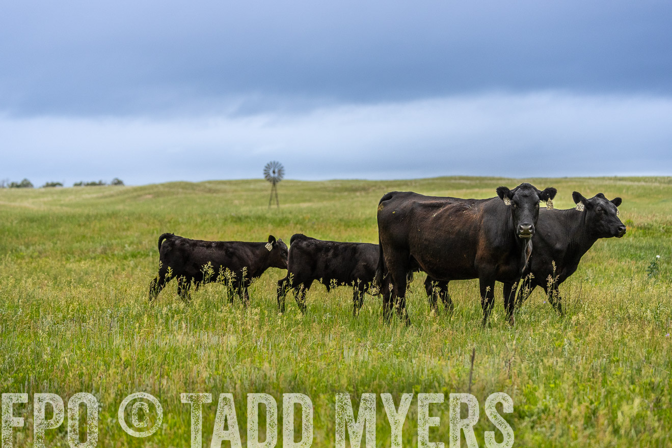 TMyers_PP_MilldaleRanch_Nebraska_June2024-523778