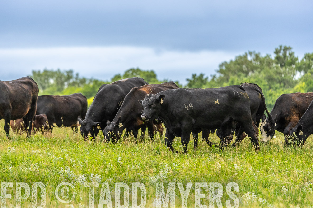 TMyers_PP_MilldaleRanch_Nebraska_June2024-523785