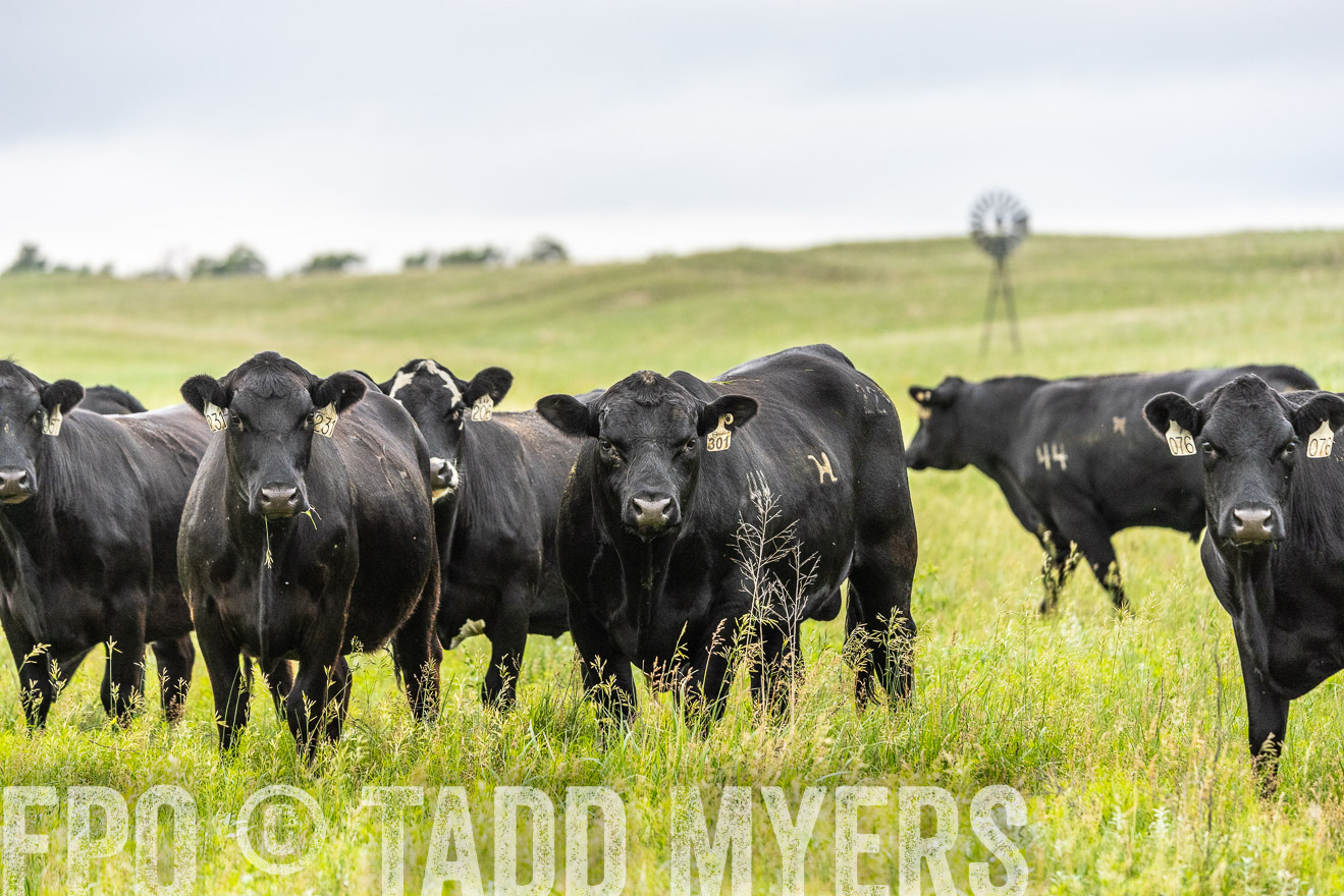 TMyers_PP_MilldaleRanch_Nebraska_June2024-523825