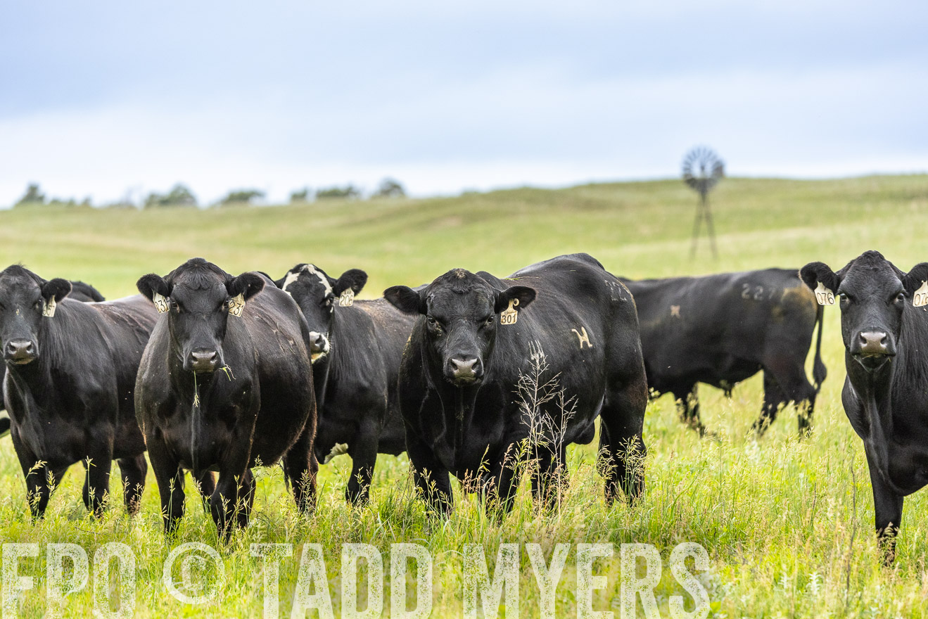 TMyers_PP_MilldaleRanch_Nebraska_June2024-523827