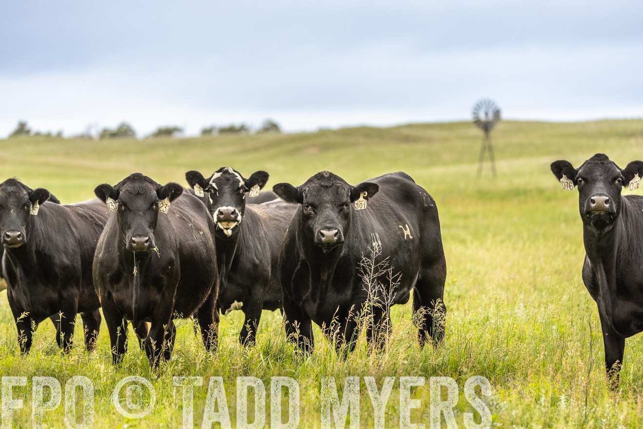 TMyers_PP_MilldaleRanch_Nebraska_June2024-523831