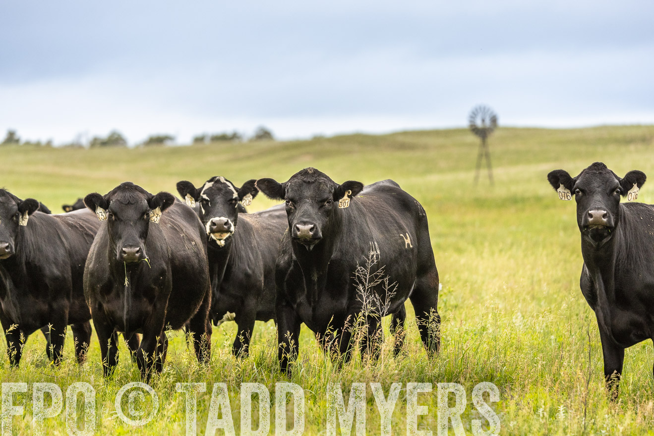 TMyers_PP_MilldaleRanch_Nebraska_June2024-523833
