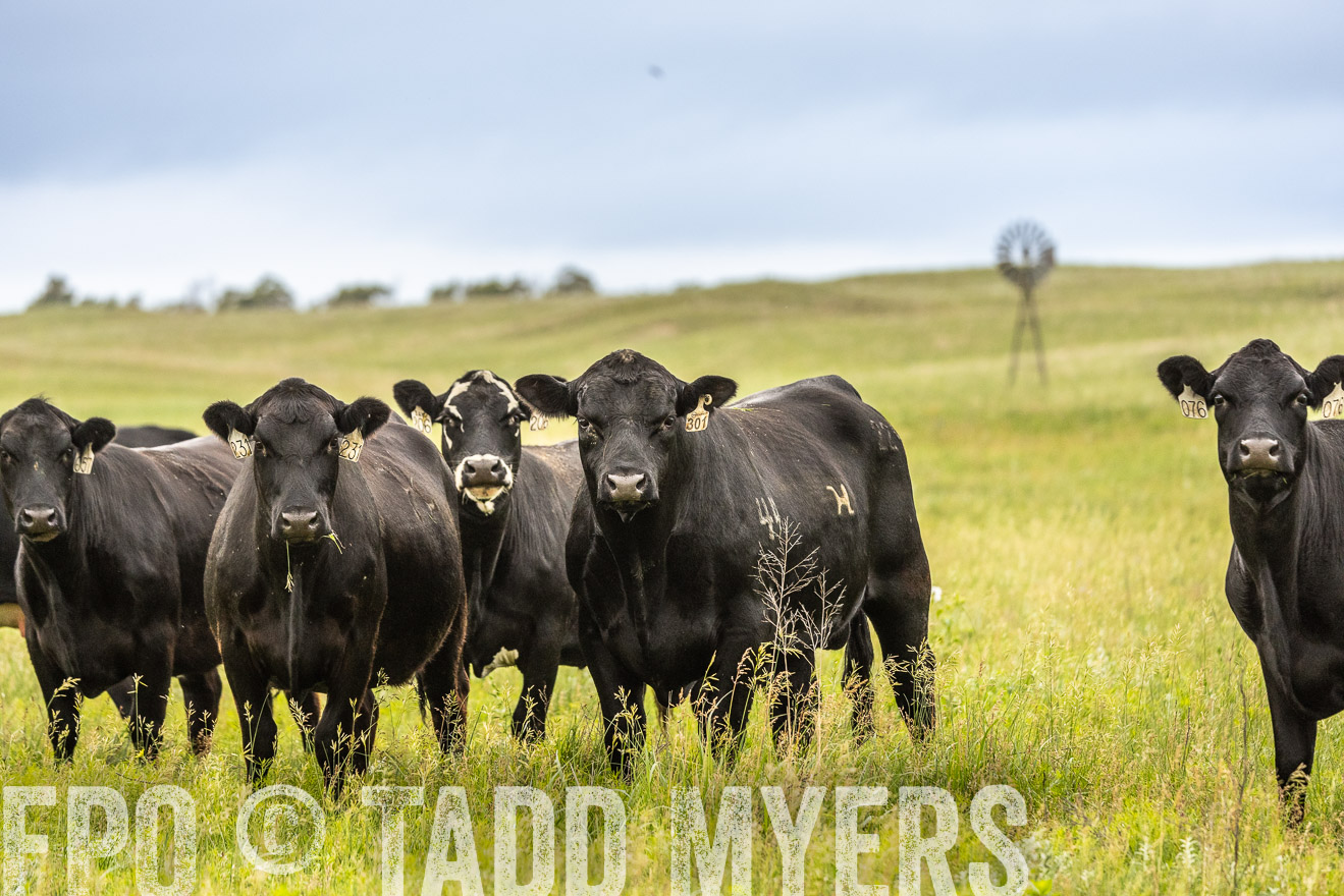 TMyers_PP_MilldaleRanch_Nebraska_June2024-523839