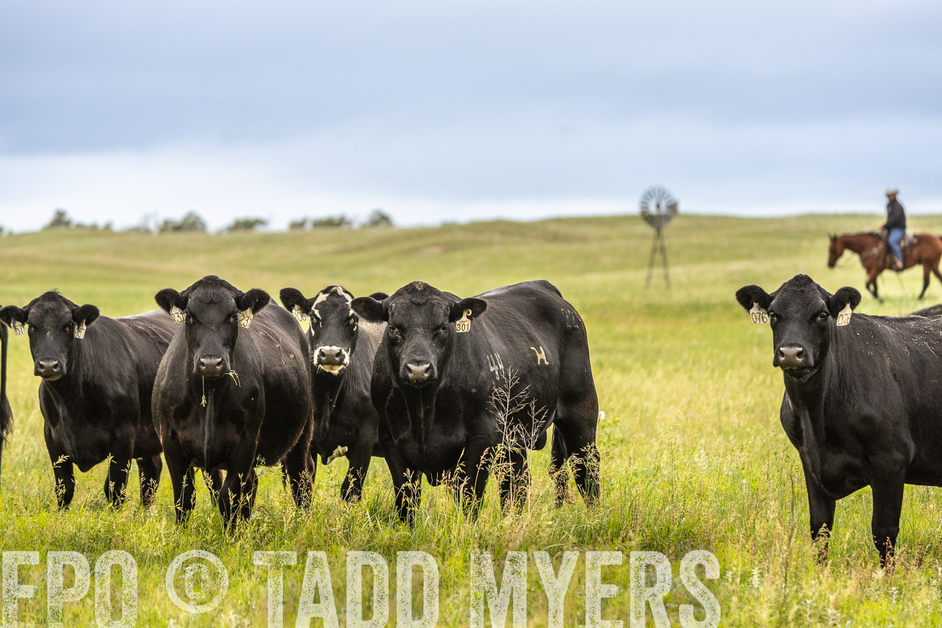TMyers_PP_MilldaleRanch_Nebraska_June2024-523860
