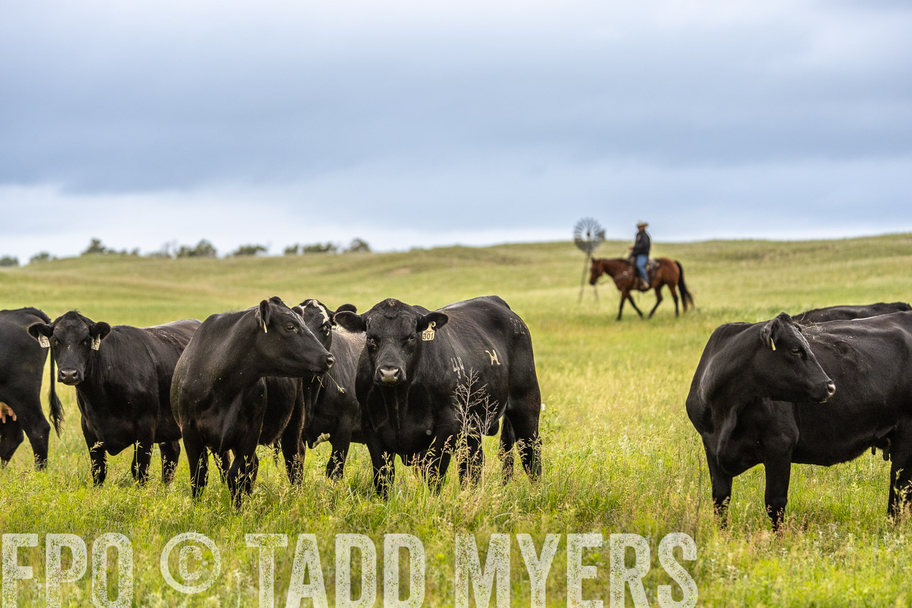 TMyers_PP_MilldaleRanch_Nebraska_June2024-523869