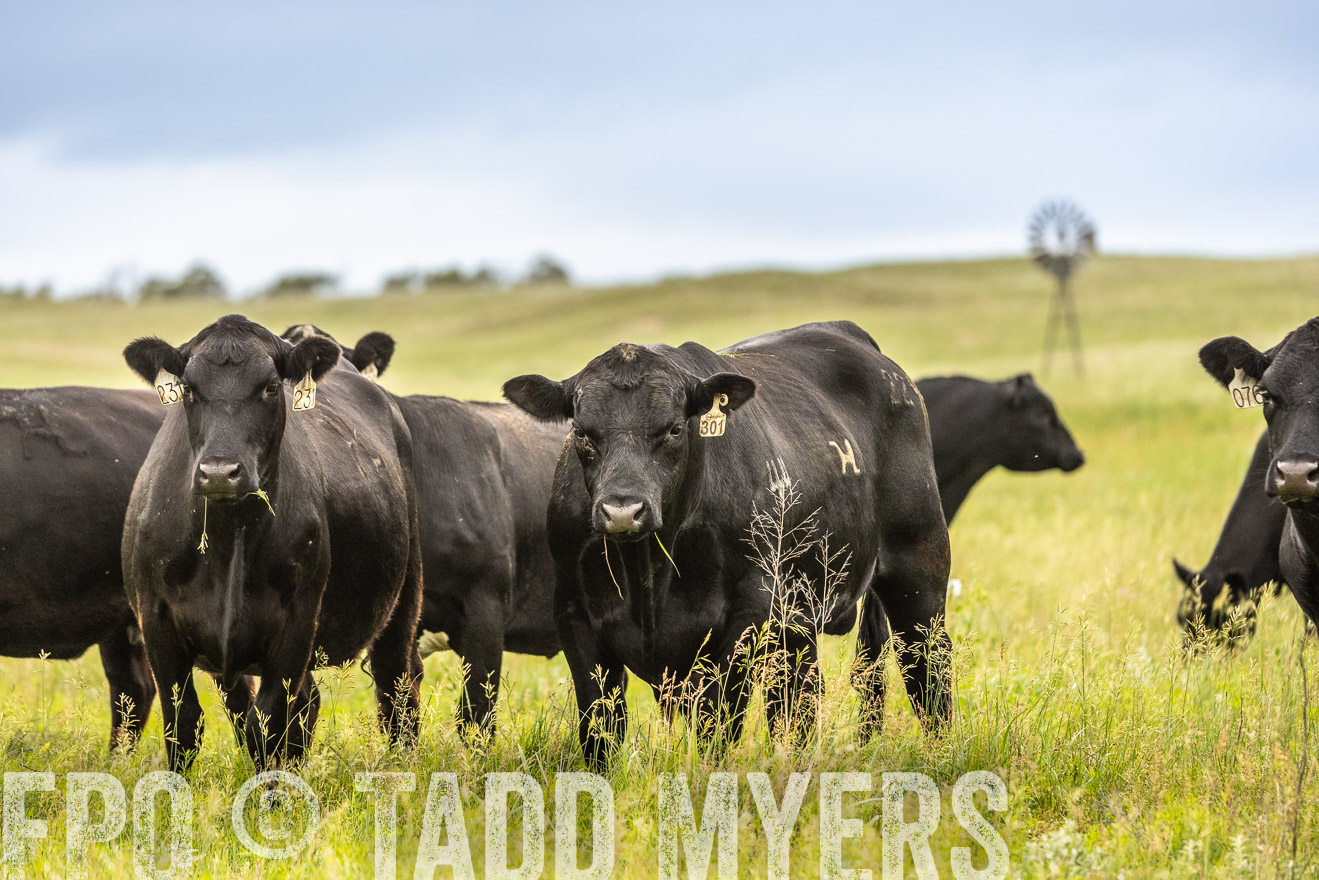 TMyers_PP_MilldaleRanch_Nebraska_June2024-523877
