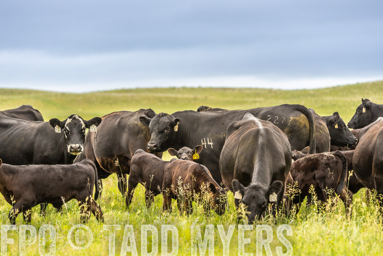 TMyers_PP_MilldaleRanch_Nebraska_June2024-523906