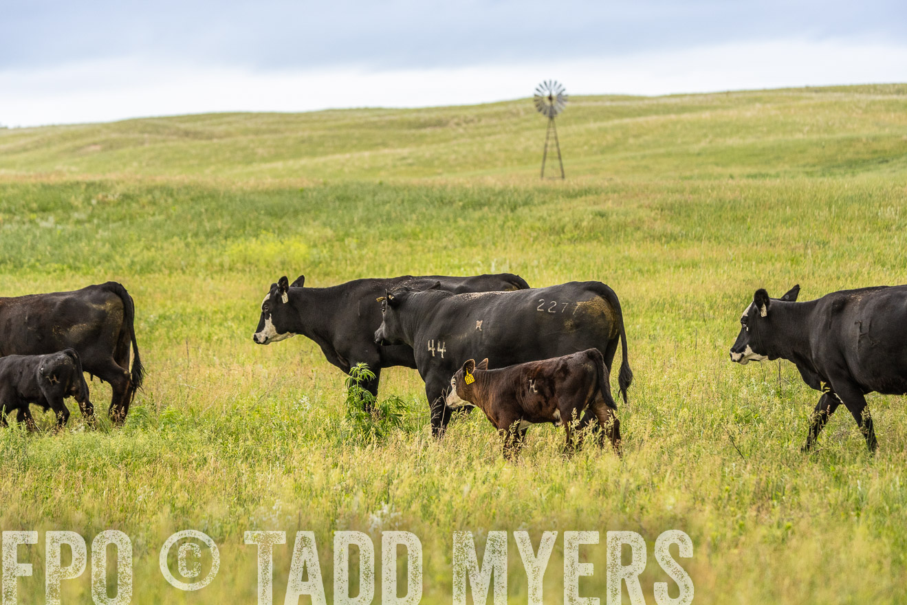TMyers_PP_MilldaleRanch_Nebraska_June2024-523959
