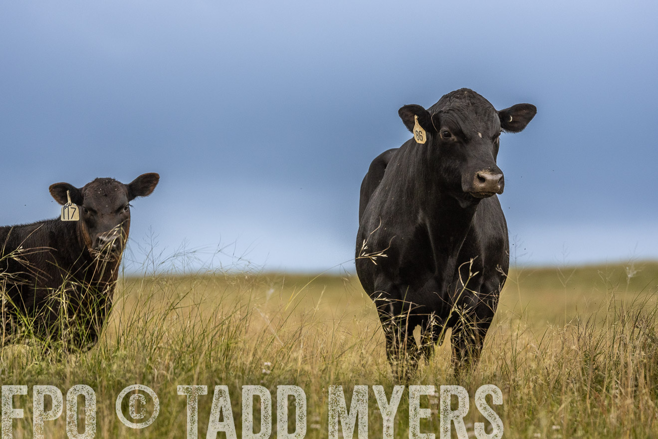 TMyers_PP_MilldaleRanch_Nebraska_June2024-524023