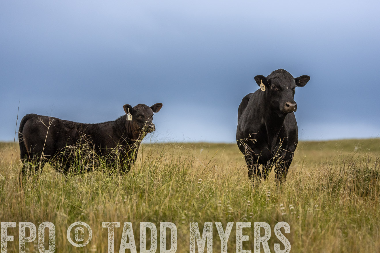TMyers_PP_MilldaleRanch_Nebraska_June2024-524027